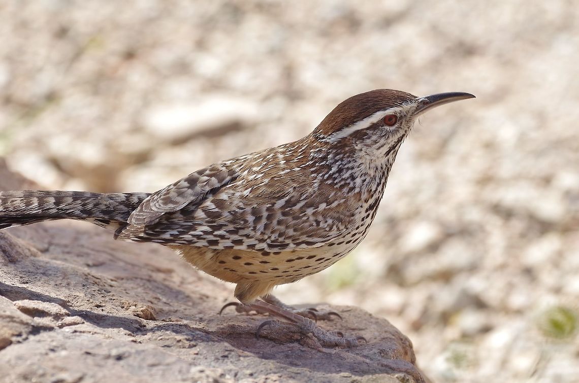 Cactus wren portrait Arizona Sonora Desert Museum, Tucson. Mar 15, 2015. Cactus wren,Campylorhynchus brunneicapillus,Geotagged,United States,Winter