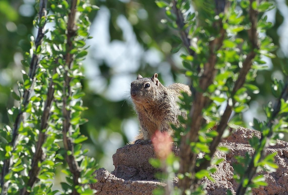 Rock squirrel (Otospermophilus variegatus) Arizona Sonora Desert Museum, Tucson. Mar 15, 2015. Geotagged,Otospermophilus variegatus,Rock squirrel,United States,Winter