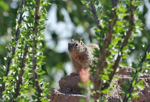 Rock squirrel (Otospermophilus variegatus) Arizona Sonora Desert Museum, Tucson. Mar 15, 2015. Geotagged,Otospermophilus variegatus,Rock squirrel,United States,Winter