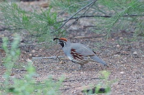 Gambel's quail (Callipepla gambelii) Tucson, AZ. Mar 16, 2015. Callipepla gambelii,Gambels quail,Geotagged,United States,Winter