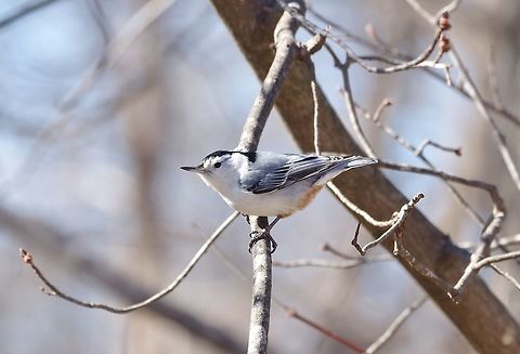 White-breasted Nuthatch (Sitta carolinensis) Frontenac, MO. Feb 24, 2015. Geotagged,Sitta carolinensis,United States,White-breasted Nuthatch,Winter