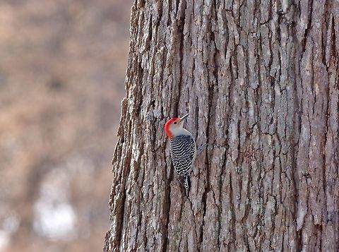 Red-bellied Woodpecker (Melanerpes carolinus) Missouri Botanical Garden, St Louis. Feb 23, 2015. Geotagged,Melanerpes carolinus,Red-bellied Woodpecker,United States,Winter