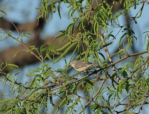Lucy's warbler (Oreothlypis luciae) Tucson, AZ. Mar 16, 2015. Geotagged,Lucys warbler,Oreothlypis luciae,United States,Winter