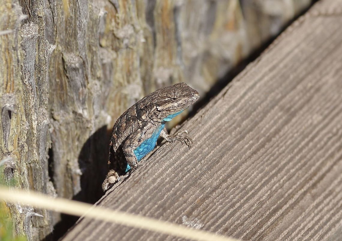 Western fence-lizard (Sceloporus occidentalis) Patagonia, AZ. Mar 14, 2015. Geotagged,Sceloporus occidentalis,United States,Western fence lizard,Winter