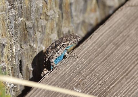 Western fence-lizard (Sceloporus occidentalis) Patagonia, AZ. Mar 14, 2015. Geotagged,Sceloporus occidentalis,United States,Western fence lizard,Winter