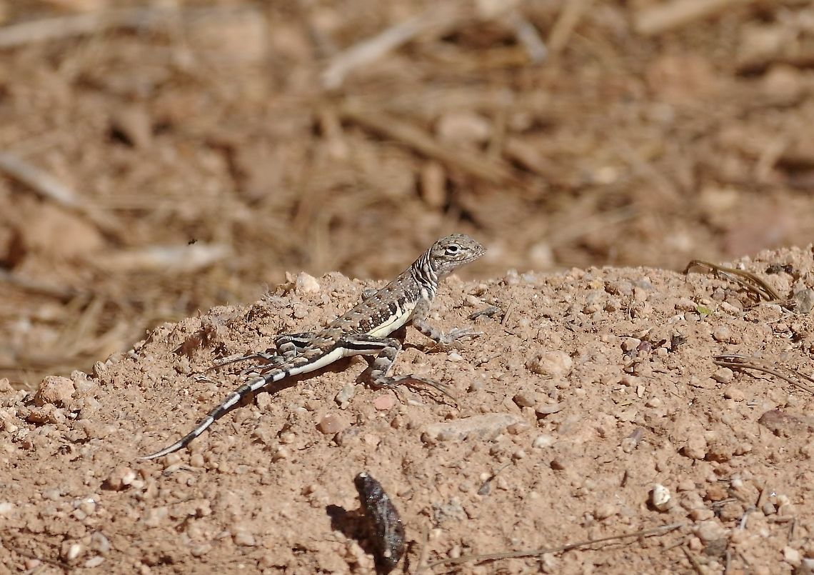 Zebra-tail lizard (Callisaurus draconoides) Tucson, AZ. Mar 16, 2015. Callisaurus draconoides,Geotagged,United States,Winter