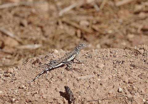 Zebra-tail lizard (Callisaurus draconoides) Tucson, AZ. Mar 16, 2015. Callisaurus draconoides,Geotagged,United States,Winter