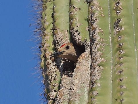 Gila woodpecker (Melanerpes uropygialis) male, peeking out from its nest. Tucson, AZ. Mar 16, 2015. Geotagged,Gila woodpecker,Melanerpes uropygialis,United States,Winter