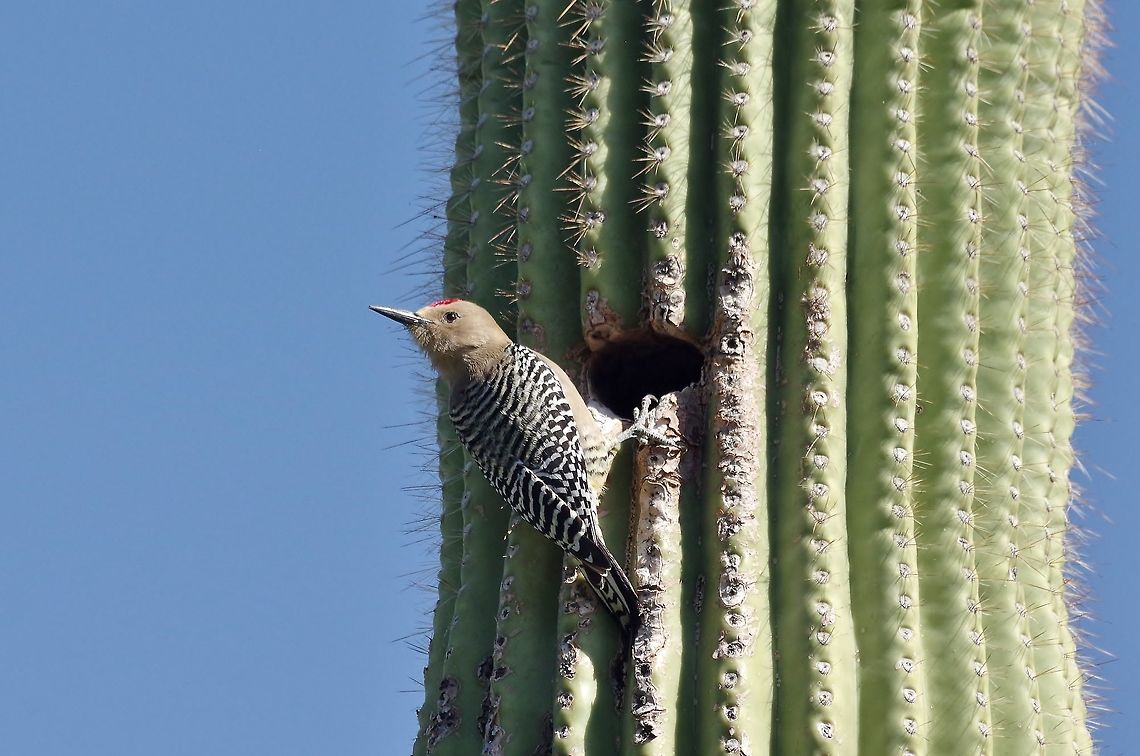Gila woodpecker (Melanerpes uropygialis) Arizona Sonora Desert Museum, Tucson. Mar 15, 2015. Geotagged,Melanerpes uropygialis,United States,Winter,gila woodpecker