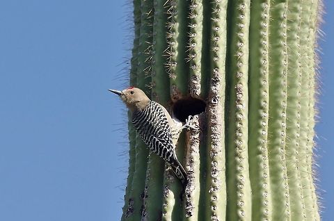 Gila woodpecker (Melanerpes uropygialis) Arizona Sonora Desert Museum, Tucson. Mar 15, 2015. Geotagged,Melanerpes uropygialis,United States,Winter,gila woodpecker