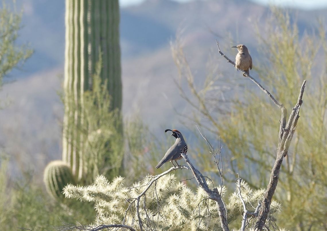 A typical Sonoran scene Gambel's quail, curve-billed thrasher, a cholla, and a saguaro.<br />
Arizona Sonora Desert Museum, Tucson. Mar 15, 2015.<br />
 Callipepla gambelii,Gambels quail,Geotagged,United States,Winter