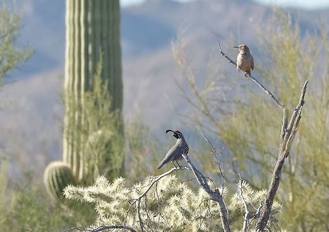 A typical Sonoran scene Gambel's quail, curve-billed thrasher, a cholla, and a saguaro.
Arizona Sonora Desert Museum, Tucson. Mar 15, 2015.
 Callipepla gambelii,Gambels quail,Geotagged,United States,Winter