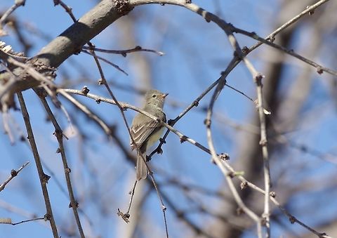 Northern beardless tyrannulet (Camptostoma imberbe) Paton Center, Patagonia, AZ. Mar 14, 2015. Camptostoma imberbe,Geotagged,Northern beardless tyrannulet,United States,Winter