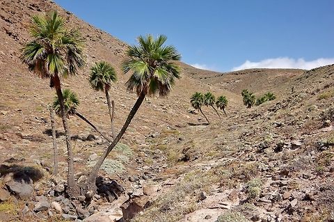 Guadalup palm (Brahea edulis) Isla Guadalupe, BC, Mexico. Feb 27, 2015. Brahea edulis,Geotagged,Mexico,Winter