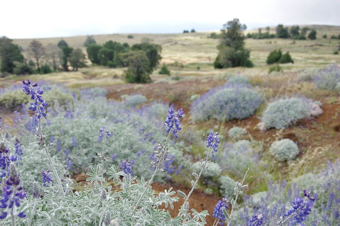 Guadalupe Island lupine (Lupinus guadalupensis) Isla Guadalupe, BC, Mexico. Mar 2, 2015. Geotagged,Lupinus guadalupensis,Mexico,Winter