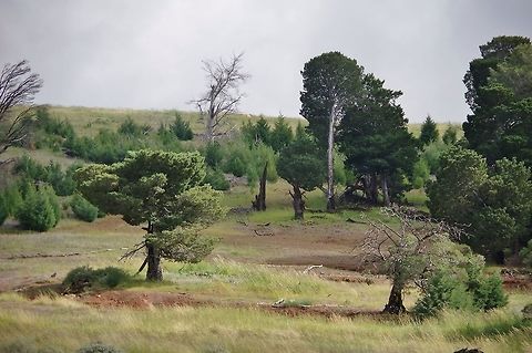 Guadalupe cypress (Cupressus guadalupensis) Isla Guadalupe, BC, Mexico. Mar 2, 2015. Cupressus guadalupensis,Geotagged,Mexico,Winter