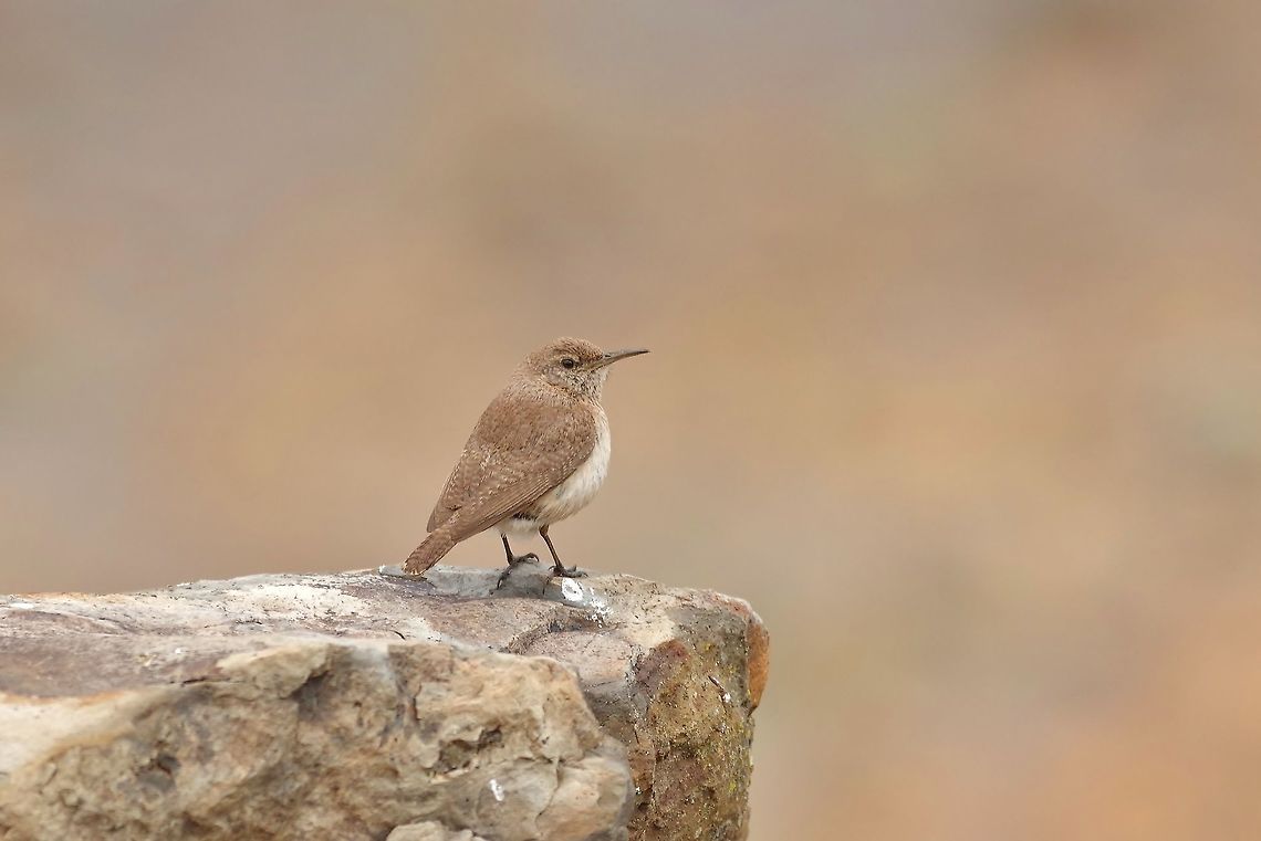 Rock wren (Salpinctes obsoletus guadalupensis) Isla Guadalupe, BC, Mexico. Mar 2, 2015. Geotagged,Mexico,Rock wren,Salpinctes obsoletus,Winter