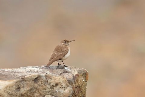 Rock wren (Salpinctes obsoletus guadalupensis) Isla Guadalupe, BC, Mexico. Mar 2, 2015. Geotagged,Mexico,Rock wren,Salpinctes obsoletus,Winter