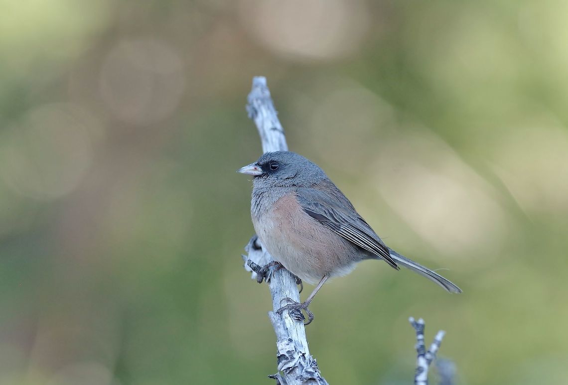 Guadalupe junco (Junco insularis) Isla Guadalupe, BC, Mexico. Feb 27, 2015. Geotagged,Guadalupe junco,Junco insularis,Mexico,Winter