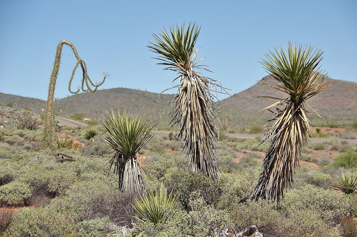 Mojave yucca (Yucca schidigera) Valle de los Cirios, BC, Mexico. Mar 4, 2015. Geotagged,Mexico,Mojave yucca,Winter,Yucca schidigera