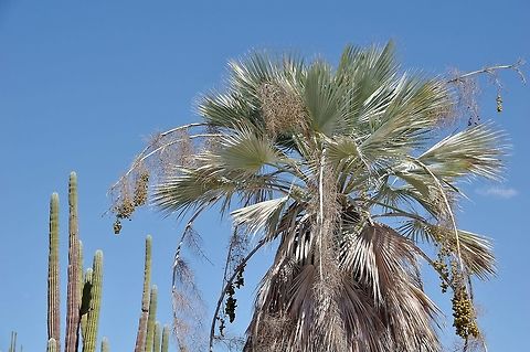 Mexican blue fan palm (Brahea armata) Catavi&ntilde;a, BC, Mexico. Mar 4, 2015. Brahea armata,Brahea calcarea,Geotagged,Mexico,Winter