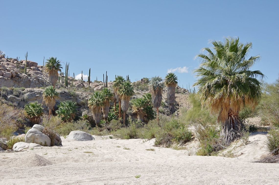 Mexican fan palm (Washingtonia robusta) Catavi&ntilde;a, BC, Mexico. Mar 4, 2015. Geotagged,Mexico,Washingtonia robusta,Winter