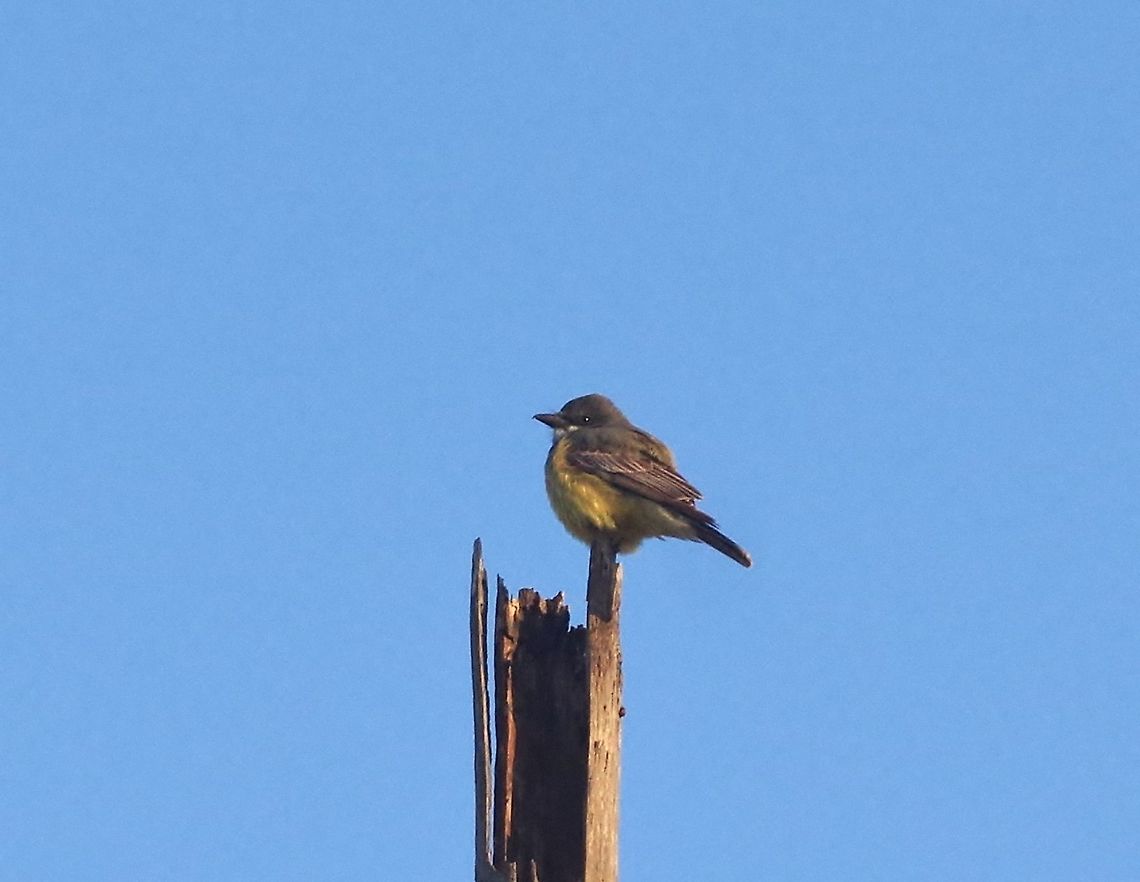 Cassin's kingbird (Tyrannus vociferans) El Rosario, BC, Mexico. Mar 4, 2015 Cassin's kingbird,Geotagged,Mexico,Tyrannus vociferans,Winter