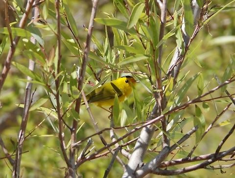 Wilson's warbler (Cardellina pusilla) Catavi&ntilde;a, BC, Mexico. Mar 4, 2015 Cardellina pusilla,Geotagged,Mexico,Wilsons warbler,Winter