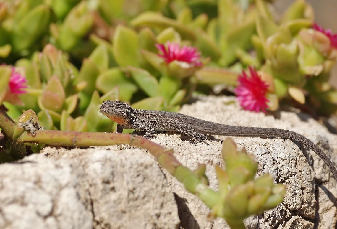 Baja California Brush Lizard (Urosaurus lahtelai) Catavi&ntilde;a, BC, Mexico. Mar 4, 2015. Baja California Brush Lizard,Geotagged,Mexico,Urosaurus lahtelai,Winter