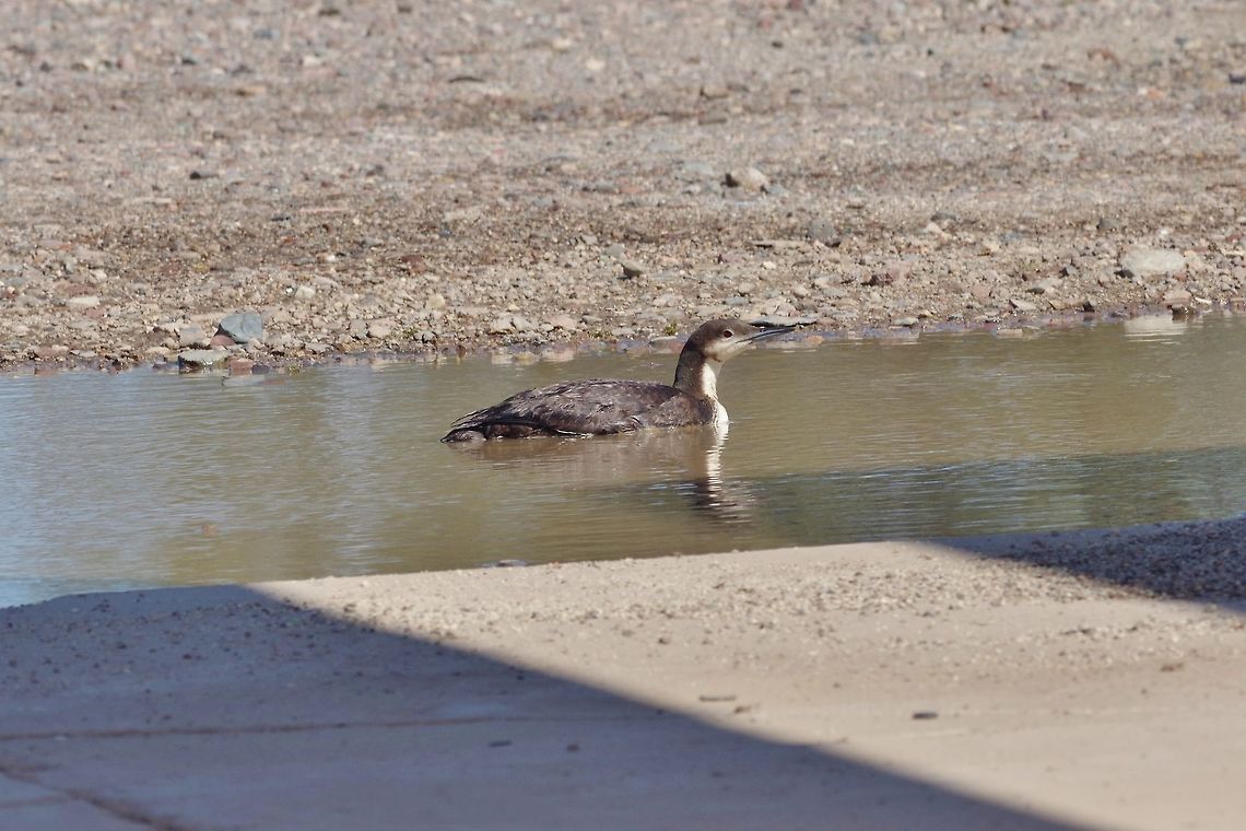 Pacific loon (Gavia pacifica) in winter plumage Catavi&ntilde;a, BC, Mexico. Mar 4, 2015. Gavia pacifica,Geotagged,Mexico,Pacific loon,Winter