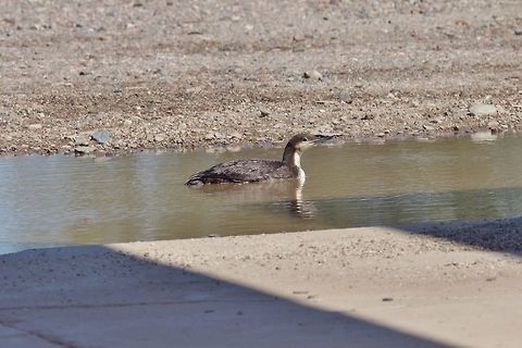 Pacific loon (Gavia pacifica) in winter plumage Cataviña, BC, Mexico. Mar 4, 2015. Gavia pacifica,Geotagged,Mexico,Pacific loon,Winter
