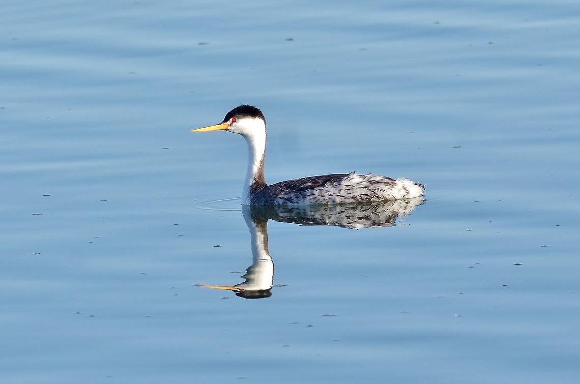Clark's grebe (Aechmophorus clarkii) Guerrero Negro, BCS, Mexico. Mar 5, 2015. Aechmophorus clarkii,Clark's grebe,Geotagged,Mexico,Winter