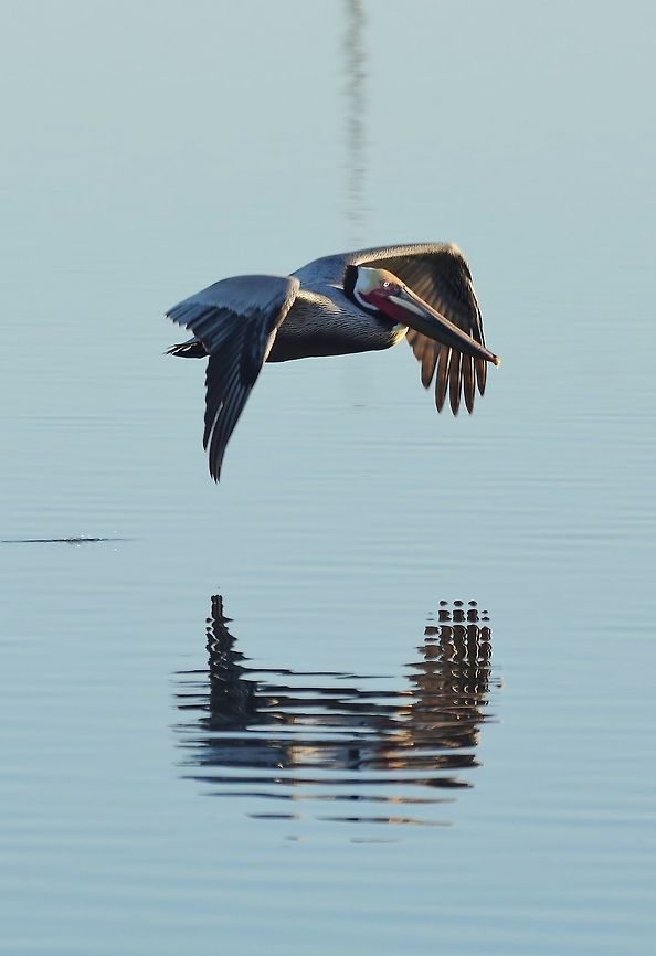 Brown pelican (Pelecanus occidentalis) Guerrero Negro, BCS, Mexico. Mar 5, 2015. Brown pelican,Geotagged,Mexico,Pelecanus occidentalis,Winter