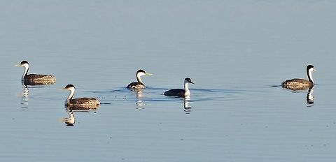 Western grebe (Aechmophorus occidentalis) group. Guerrero Negro, BCS, Mexico. Mar 5, 2015. Aechmophorus clarkii,Aechmophorus occidentalis,Clarks grebe,Geotagged,Mexico,Western grebe,Winter
