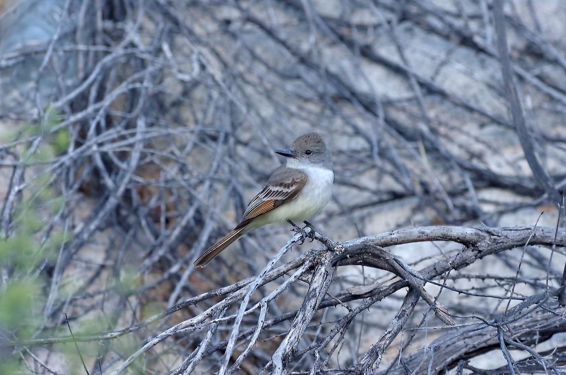 Ash-throated flycatcher (Myiarchus cinerascens) Catavi&ntilde;a, BC, Mexico. Mar 5, 2015. Ash-throated flycatcher,Geotagged,Mexico,Myiarchus cinerascens,Winter