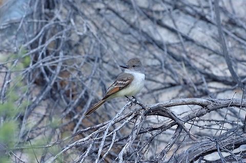 Ash-throated flycatcher (Myiarchus cinerascens) Cataviña, BC, Mexico. Mar 5, 2015. Ash-throated flycatcher,Geotagged,Mexico,Myiarchus cinerascens,Winter