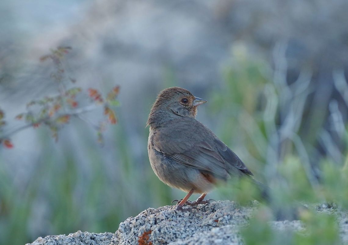 California towhee (Melozone crissalis) Catavi&ntilde;a, BC, Mexico. Mar 5, 2015. California towhee,Geotagged,Melozone crissalis,Mexico,Winter