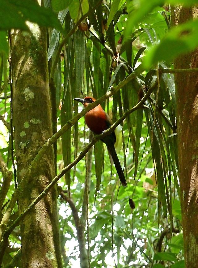 Rufous motmot (Baryphthengus martii) Biological station La Selva, Costa Rica. Jun 22, 2009. Baryphthengus martii,Costa Rica,Geotagged,Rufous motmot,Summer