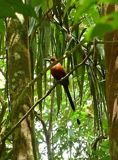 Rufous motmot (Baryphthengus martii) Biological station La Selva, Costa Rica. Jun 22, 2009. Baryphthengus martii,Costa Rica,Geotagged,Rufous motmot,Summer