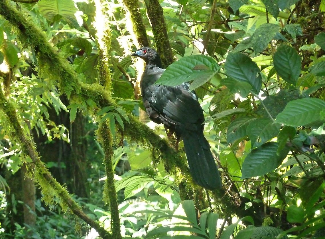 Black guan (Chamaepetes unicolor) Biological station Monteverde, Costa Rica. Jun 27, 2009. Black guan,Chamaepetes unicolor,Costa Rica,Geotagged,Summer