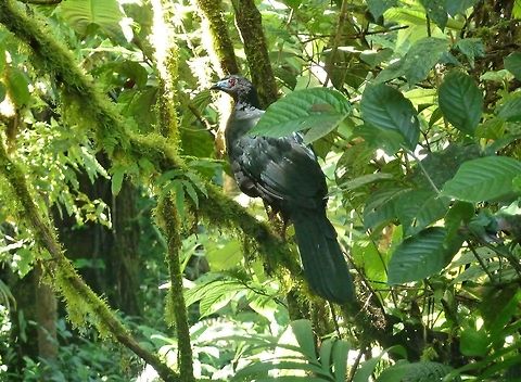 Black guan (Chamaepetes unicolor) Biological station Monteverde, Costa Rica. Jun 27, 2009. Black guan,Chamaepetes unicolor,Costa Rica,Geotagged,Summer