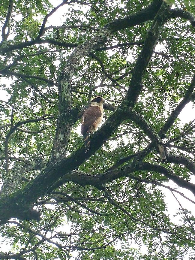 Laughing falcon (Herpetotheres cachinnans) Biological station Palo Verde, Costa Rica. Jul 1, 2011. Costa Rica,Geotagged,Herpetotheres cachinnans,Laughing falcon,Summer