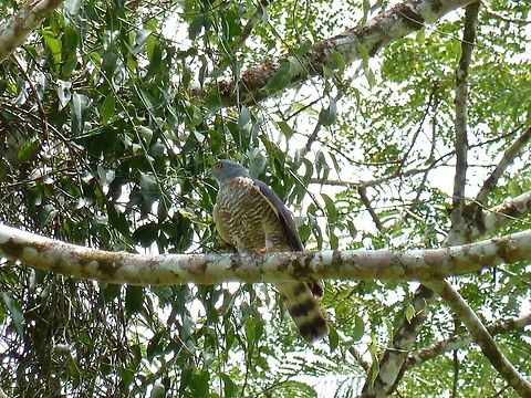 Double-toothed kite (Harpagus bidentatus) Biological station La Selva, Costa Rica. Jun 20, 2011. Costa Rica,Double-toothed kite,Geotagged,Harpagus bidentatus,Spring