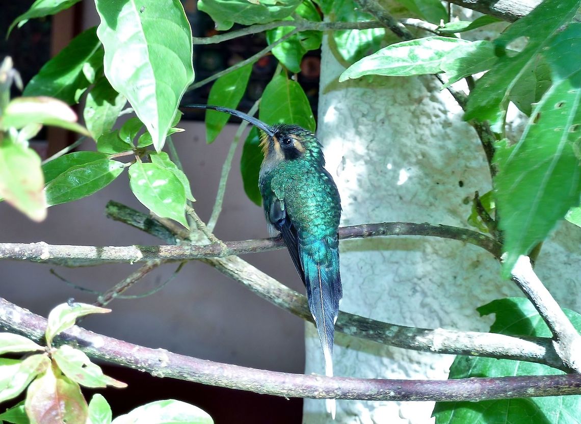 Green hermit (Phaethornis guy) Biological station Monteverde, Costa Rica. Aug 19, 2009. Costa Rica,Geotagged,Green hermit,Phaethornis guy,Summer