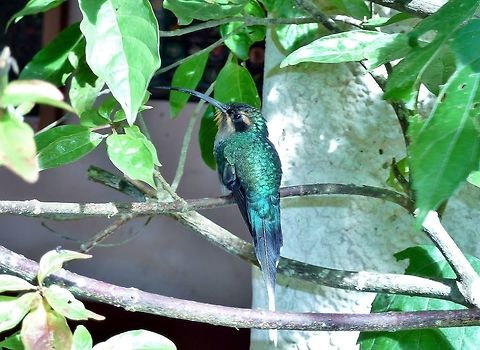 Green hermit (Phaethornis guy) Biological station Monteverde, Costa Rica. Aug 19, 2009. Costa Rica,Geotagged,Green hermit,Phaethornis guy,Summer