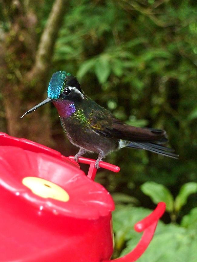 Purple-throated mountaingem (Lampornis calolaemus) Biological station Monteverde, Costa Rica. Jun 28, 2011. Costa Rica,Geotagged,Lampornis calolaemus,Purple-throated mountaingem,Summer
