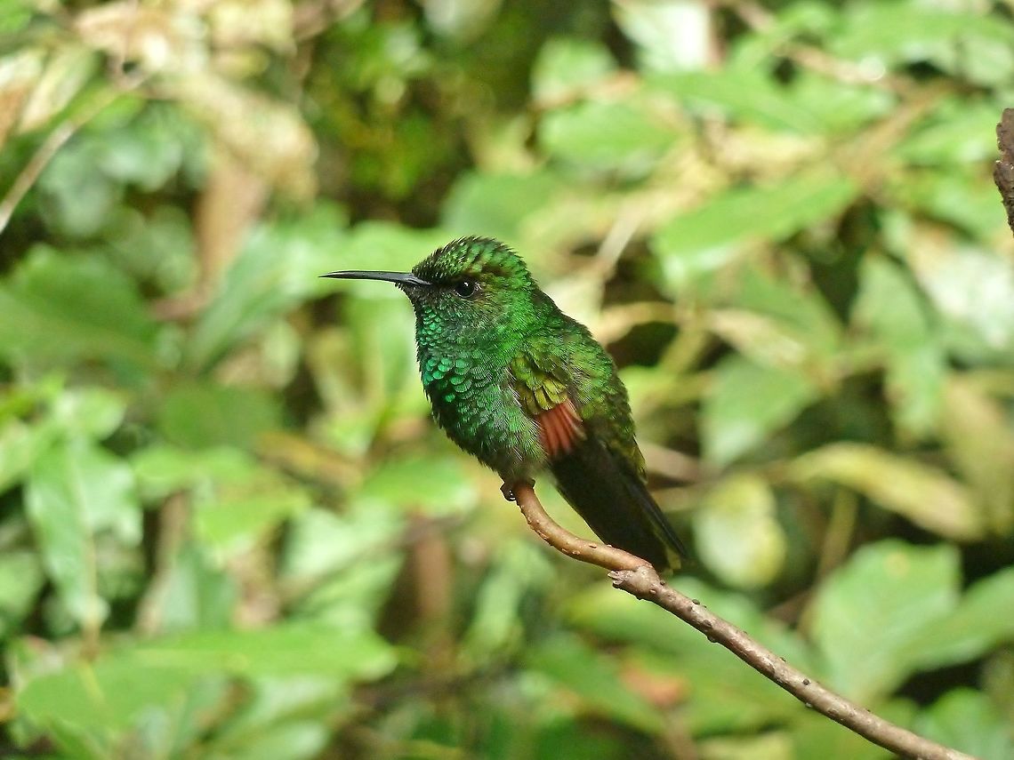 Stripe-tailed hummingbird (Eupherusa eximia) Biological station Monteverde, Costa Rica. Jun 28, 2011. Costa Rica,Eupherusa eximia,Geotagged,Stripe-tailed hummingbird,Summer