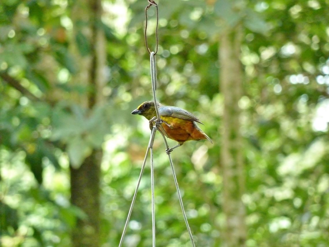 Olive-backed euphonia (Euphonia gouldi) Biological station La Suerte, Costa Rica. Jul 22, 2009. Costa Rica,Euphonia gouldi,Geotagged,Olive-backed euphonia,Summer