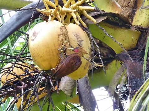 Chestnut-colored woodpecker (Celeus castaneus) attempting to nest in a coconut. Biological station La Suerte, Costa Rica. Jul 23, 2009. Celeus castaneus,Chestnut-colored woodpecker,Costa Rica,Geotagged,Summer