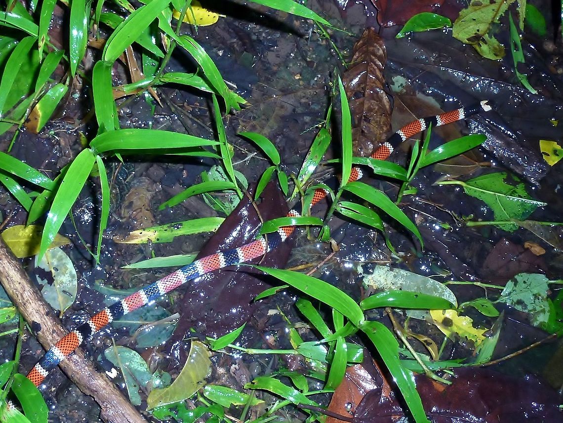 Allen's coral snake (Micrurus alleni) The projection of the black head cap allows distinction from the similar M. nigrocinctus. Allen's Coral Snake,Costa Rica,Geotagged,Micrurus alleni,Summer